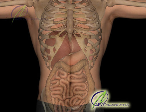 Gastrointestinal Tract Illustration